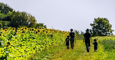 Sunflowers on the Trail